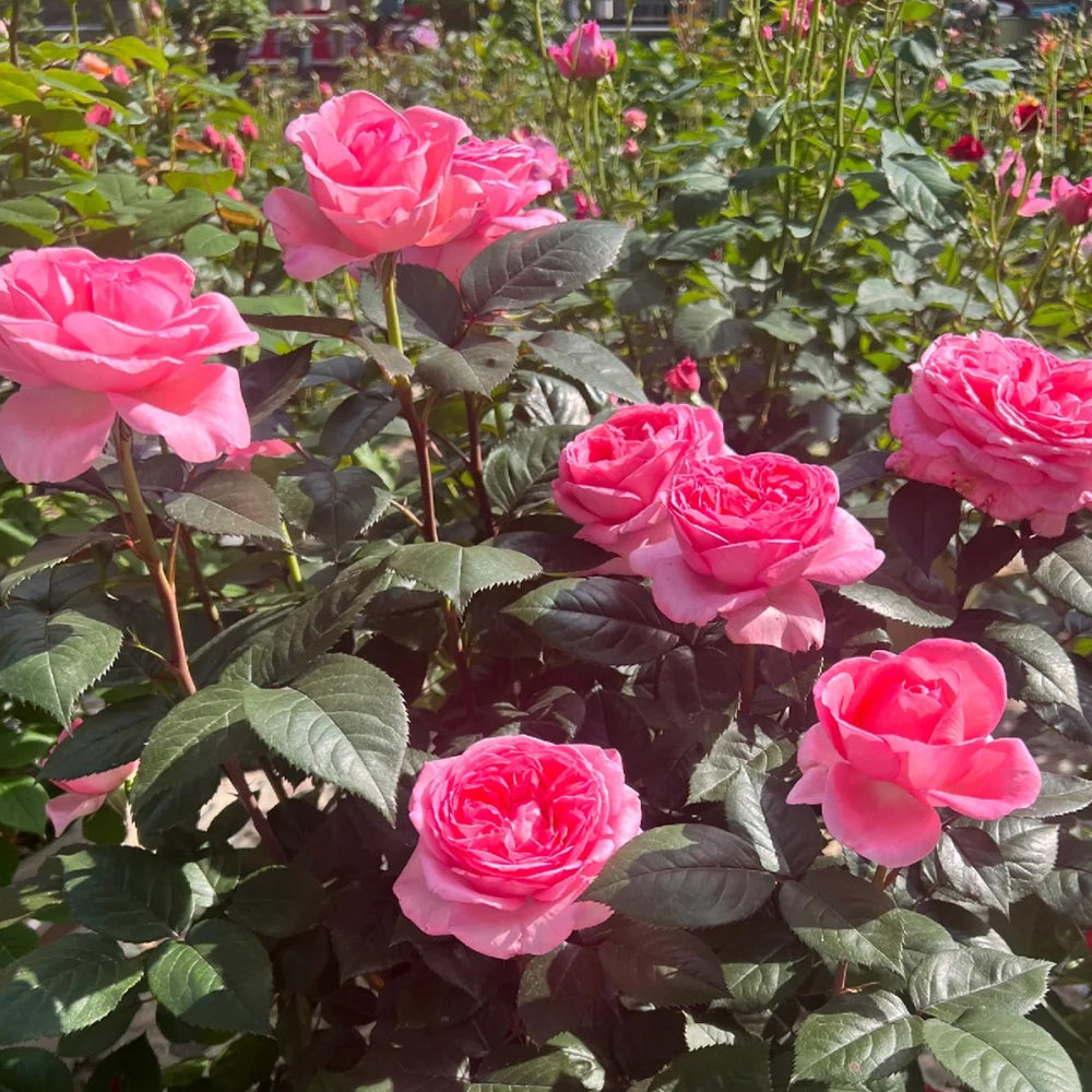 Fragonard French Florist Shrub Rose