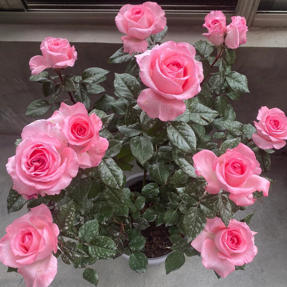 Fragonard French Florist Shrub Rose
