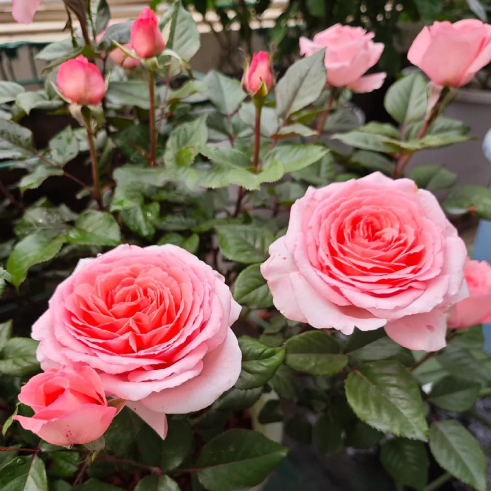 Fragonard French Florist Shrub Rose