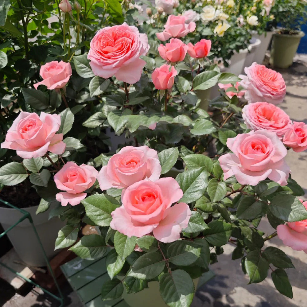 Fragonard French Florist Shrub Rose