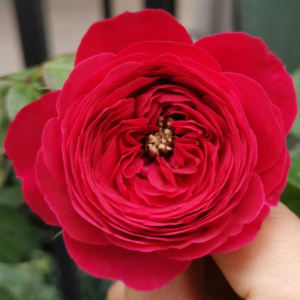Fragrance Red Japanese Florist Shrub Rose Bush For Sale