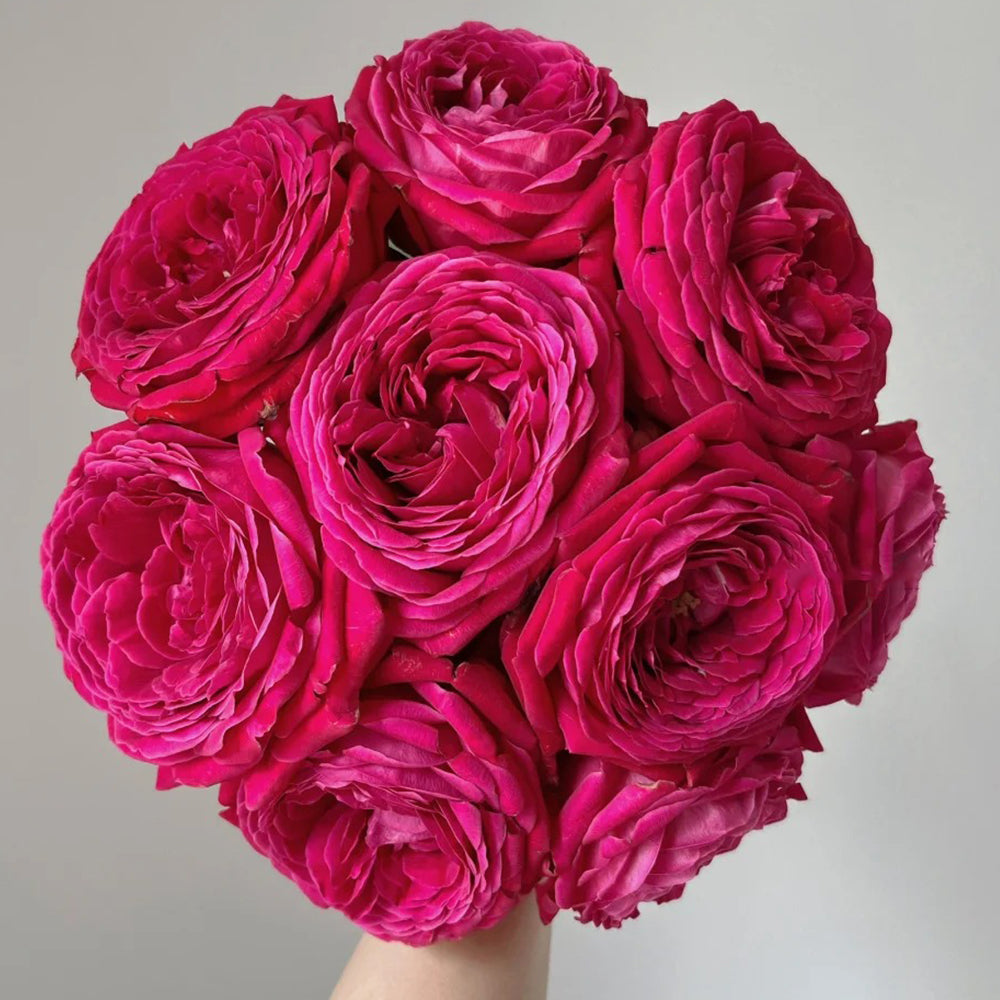 Fragrance Red Japanese Florist Shrub Rose Bush For Sale