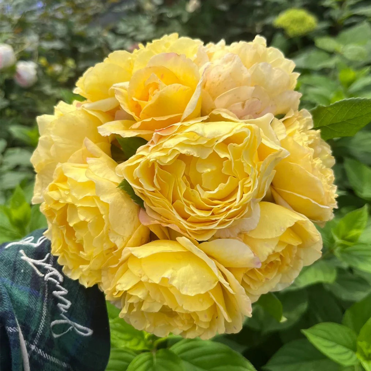 France Info French Florist Shrub Rose