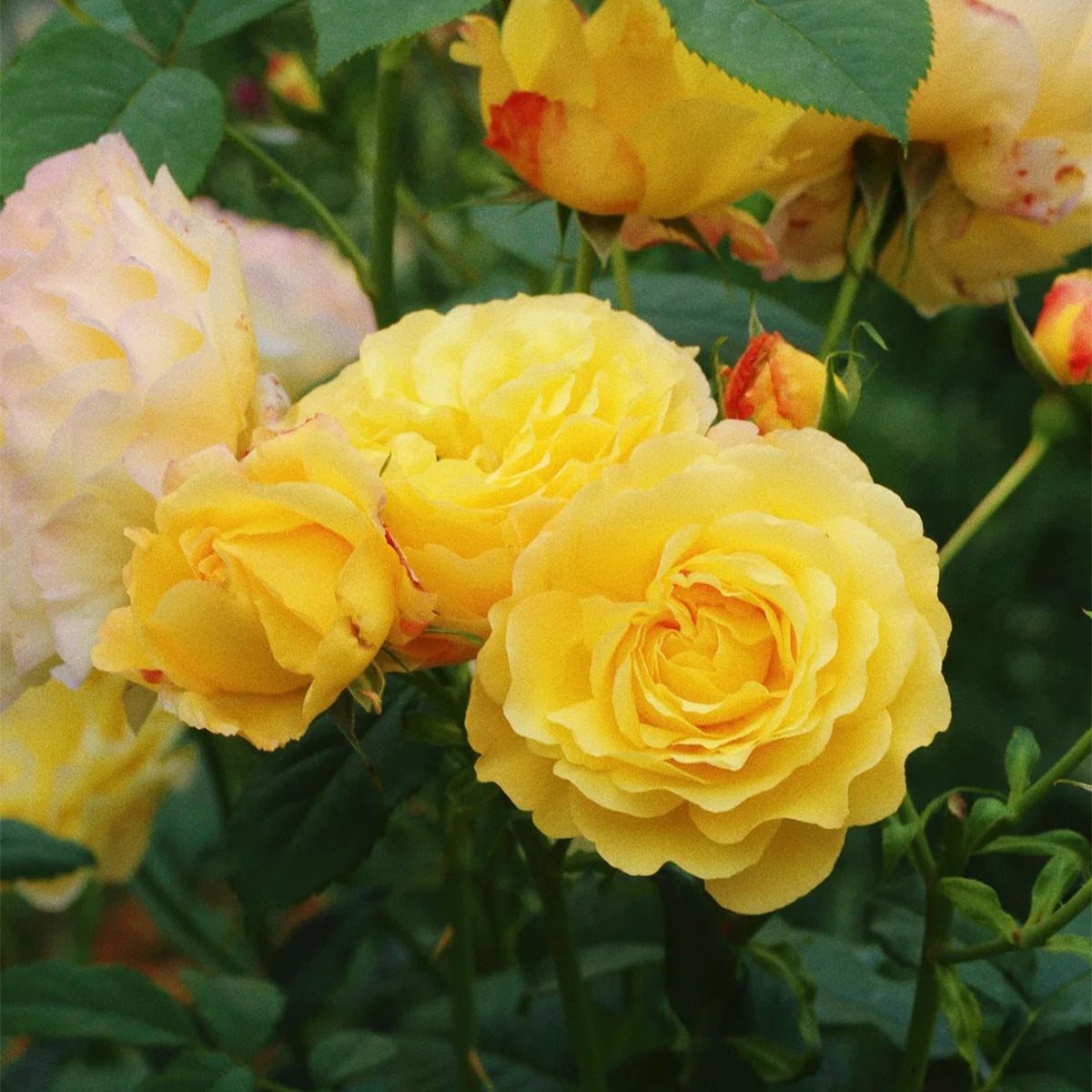 France Info French Florist Shrub Rose