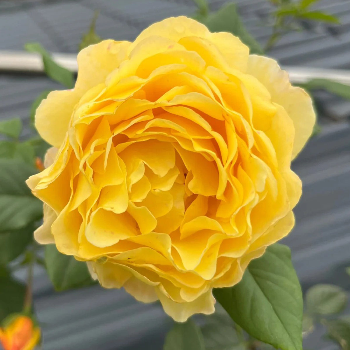 France Info French Florist Shrub Rose