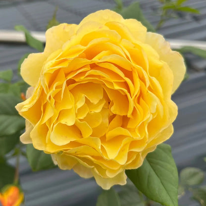 France Info French Florist Shrub Rose