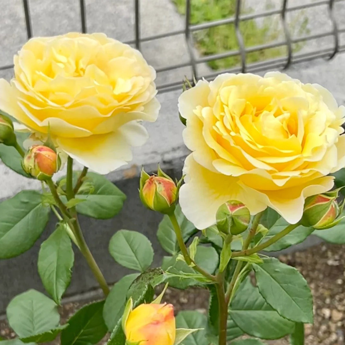 France Info French Florist Shrub Rose
