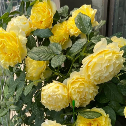 France Info French Florist Shrub Rose