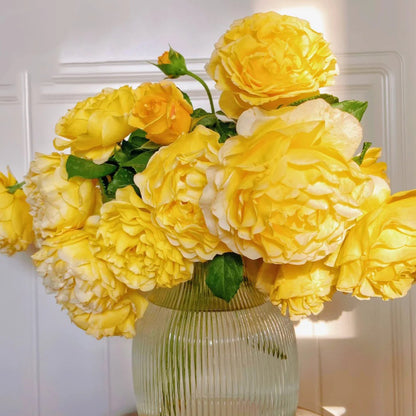 France Info French Florist Shrub Rose