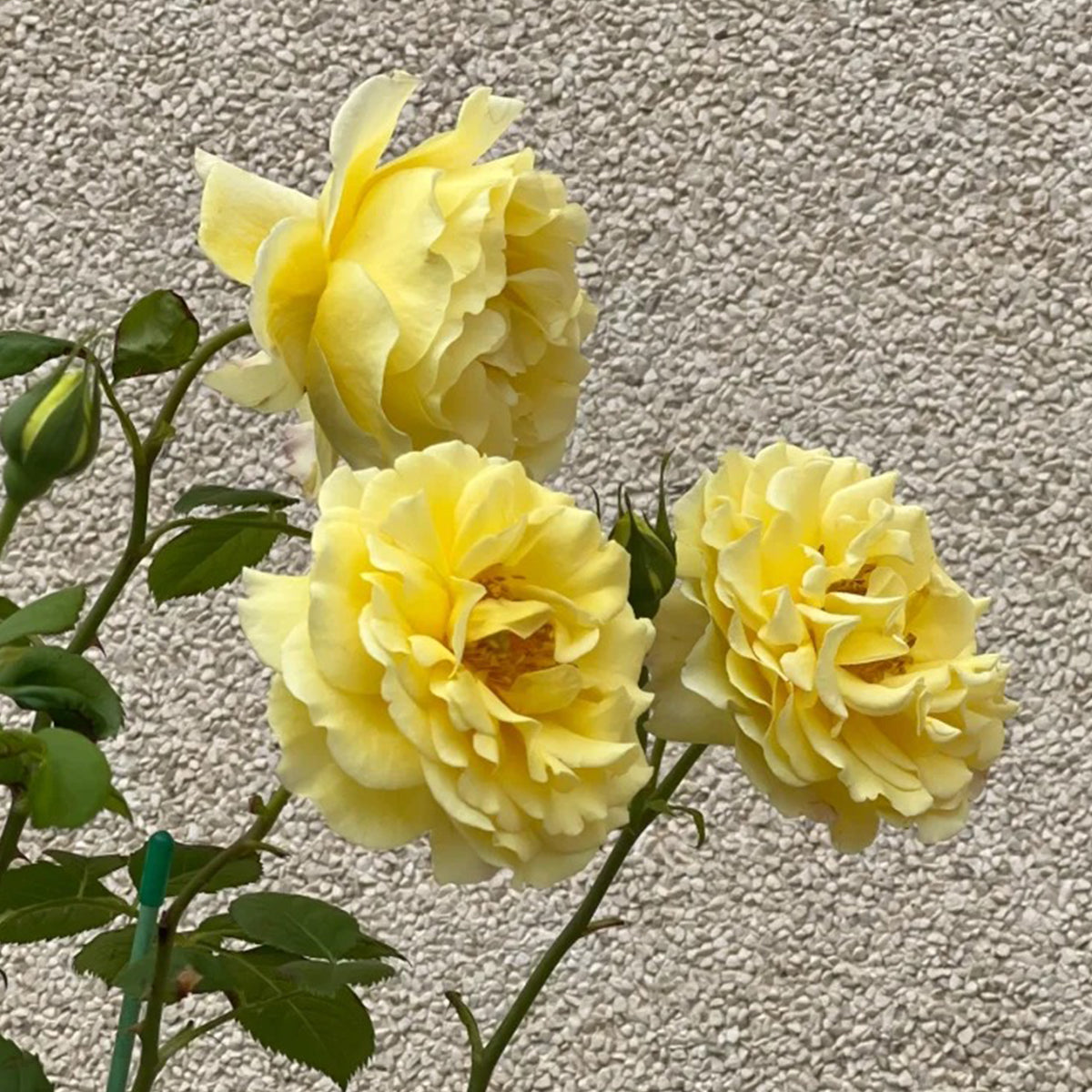 France Info French Florist Shrub Rose