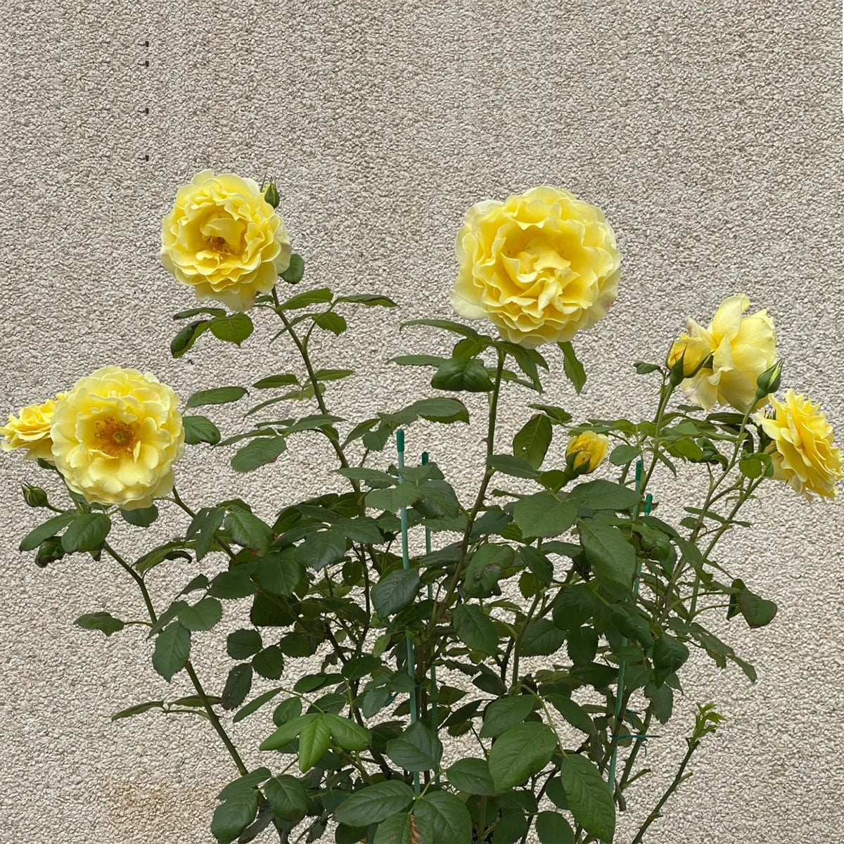 France Info French Florist Shrub Rose