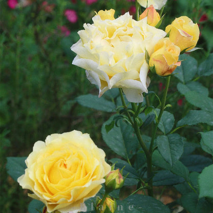 France Info French Florist Shrub Rose