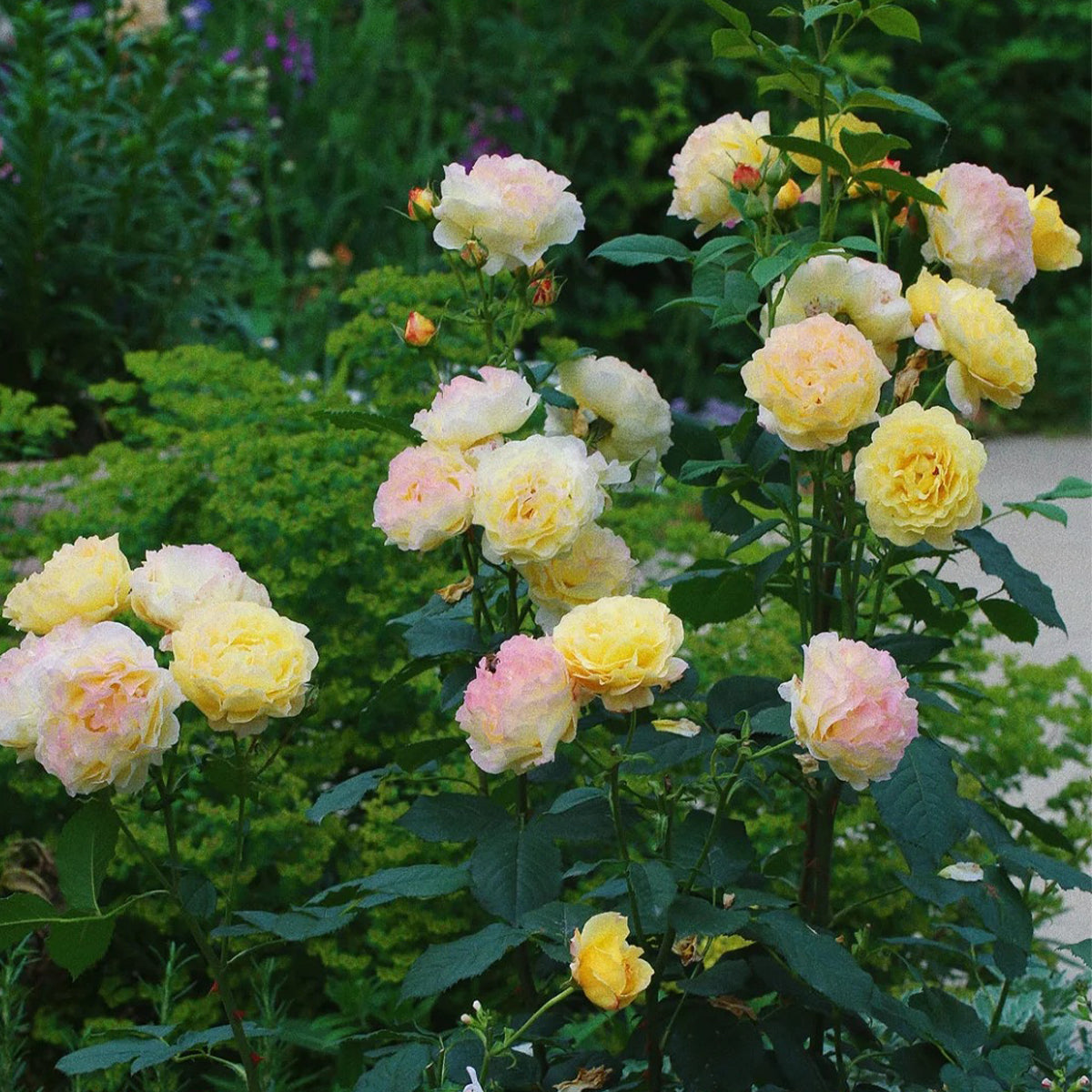 France Info French Florist Shrub Rose