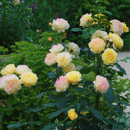 France Info French Florist Shrub Rose