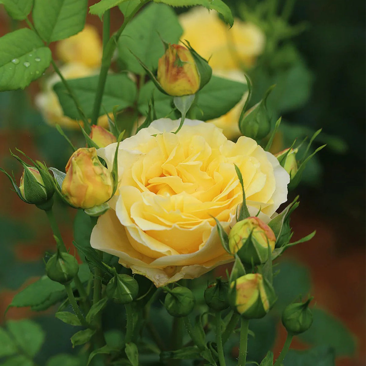 France Info French Florist Shrub Rose