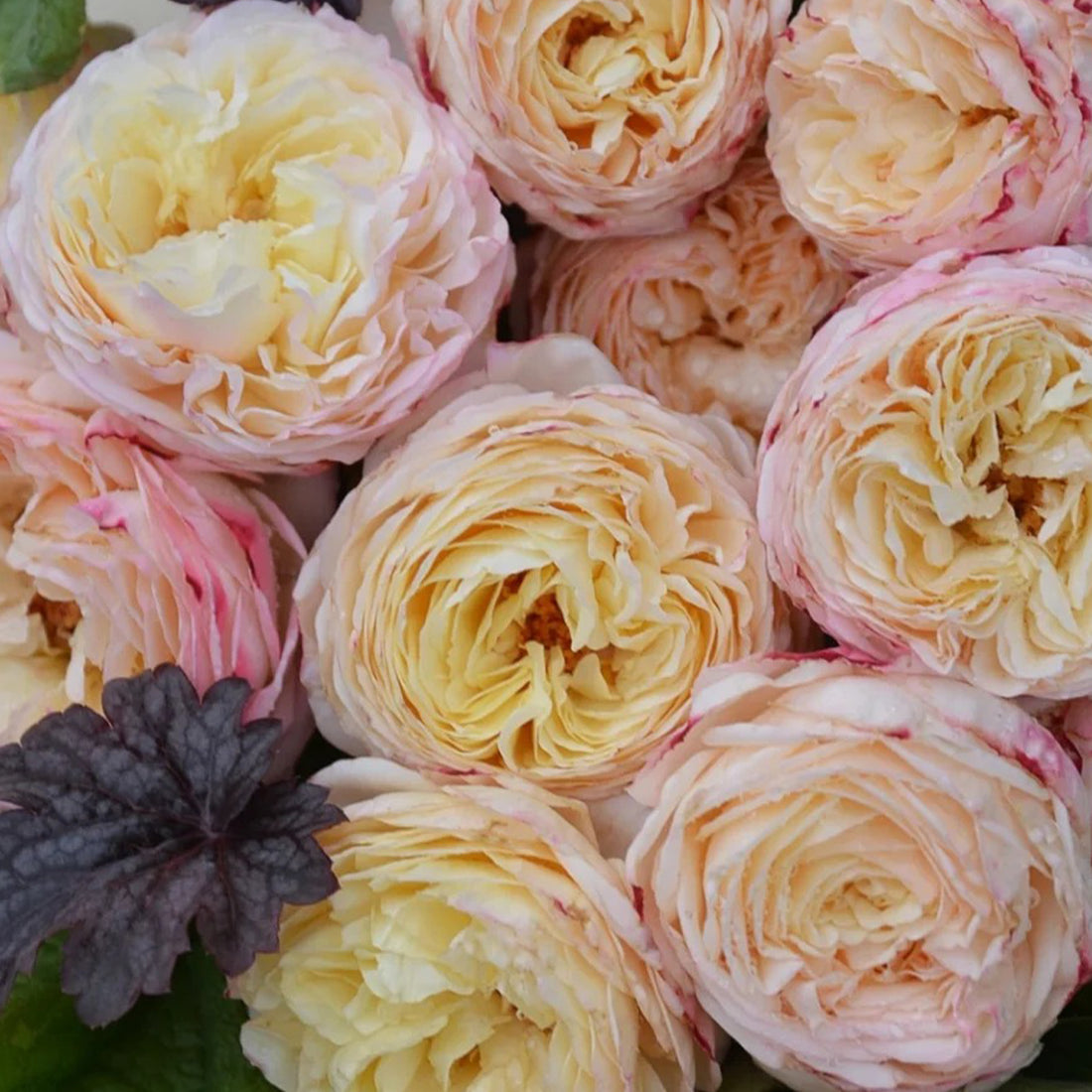 Fruit Japanese Florist Shrub Rose
