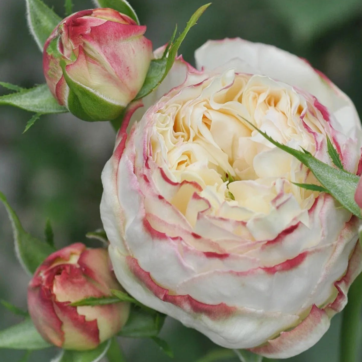 Fruit Japanese Florist Shrub Rose