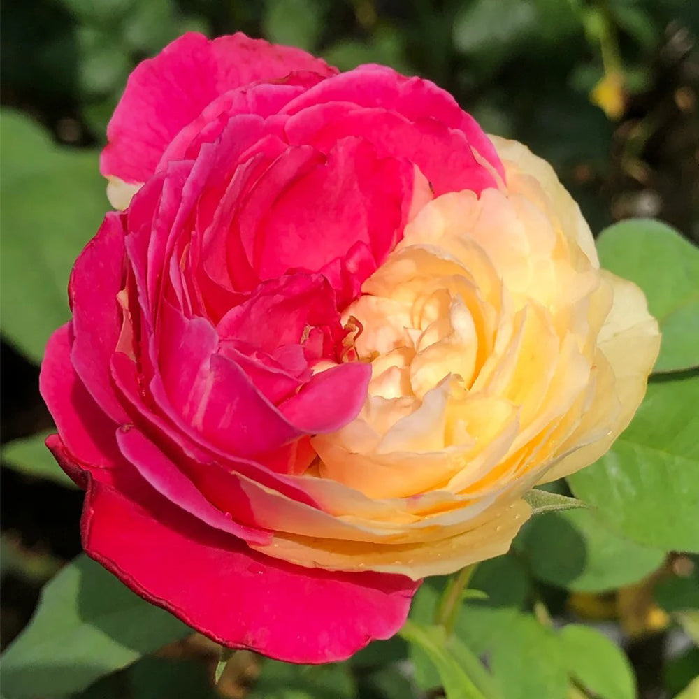 Fugetsu Japanese Florist Shrub Rose