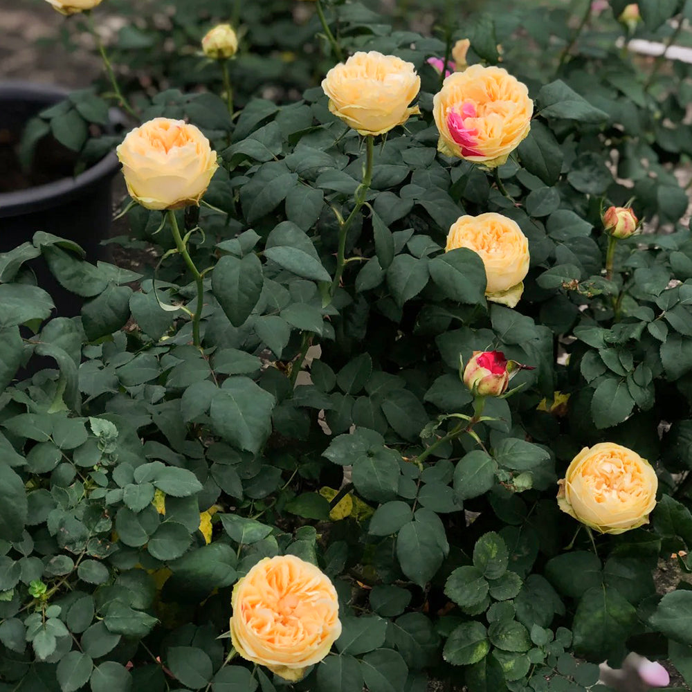 Fugetsu Japanese Florist Shrub Rose