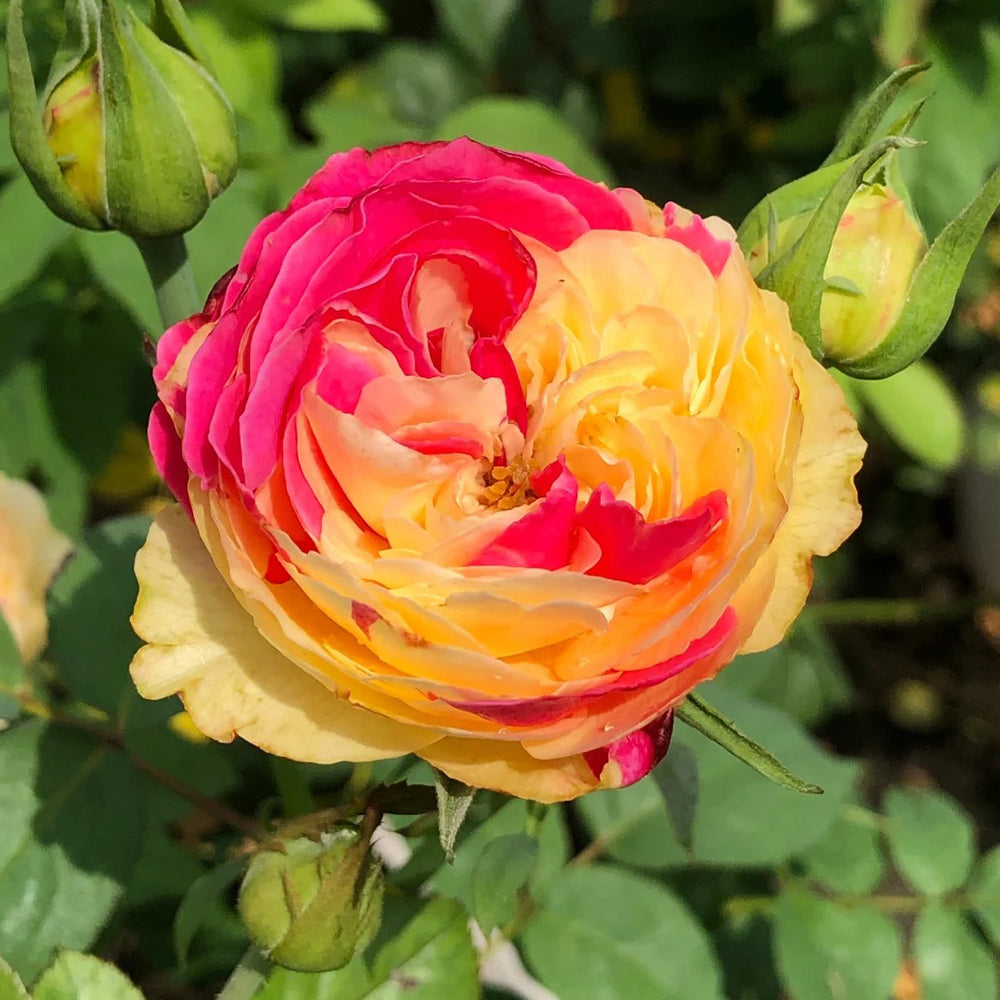 Fugetsu Japanese Florist Shrub Rose