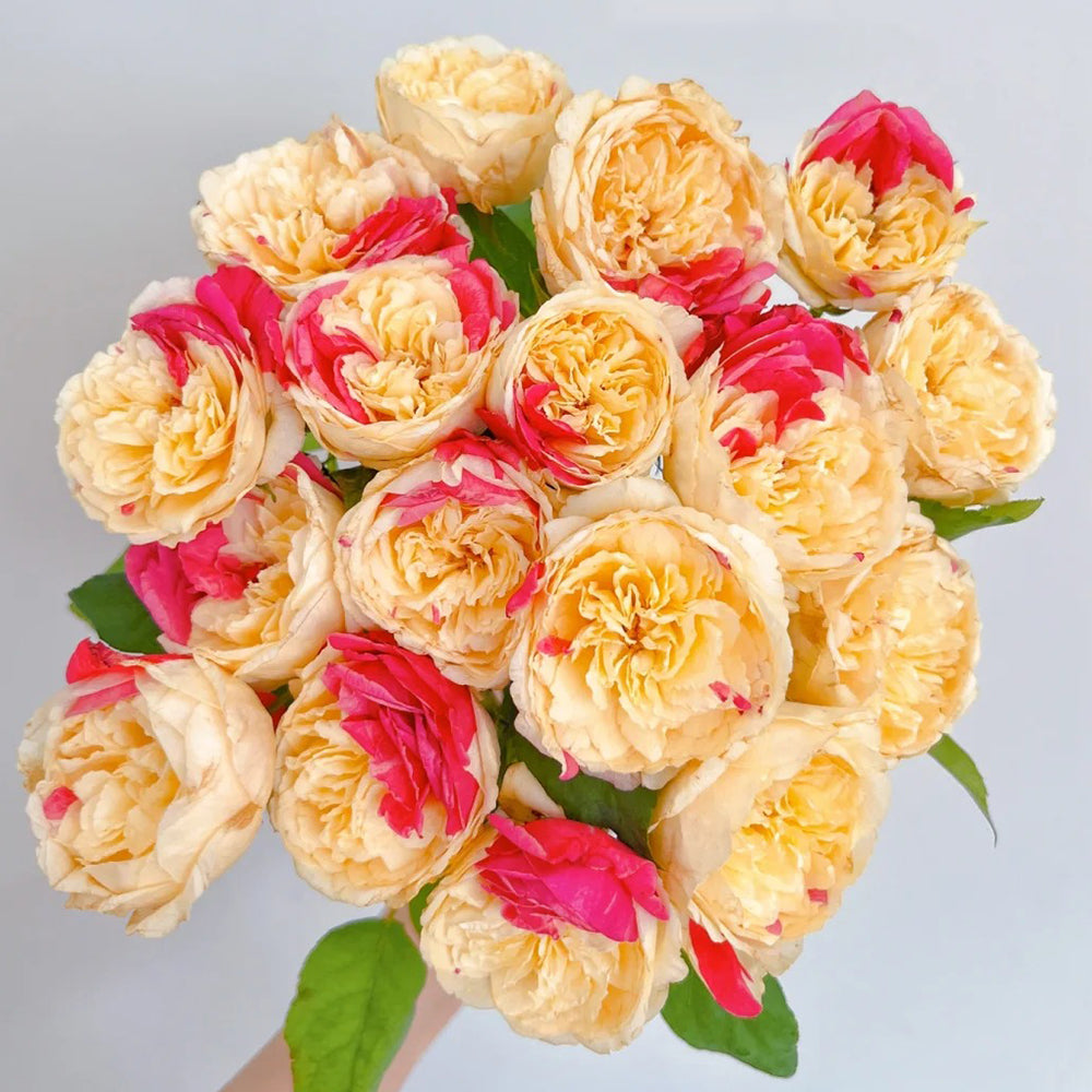 Japanese Tea Roses Fugetsu Japanese Florist Shrub Rose – Highgarden Roses