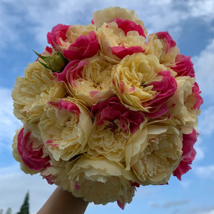 Fugetsu Japanese Florist Shrub Rose