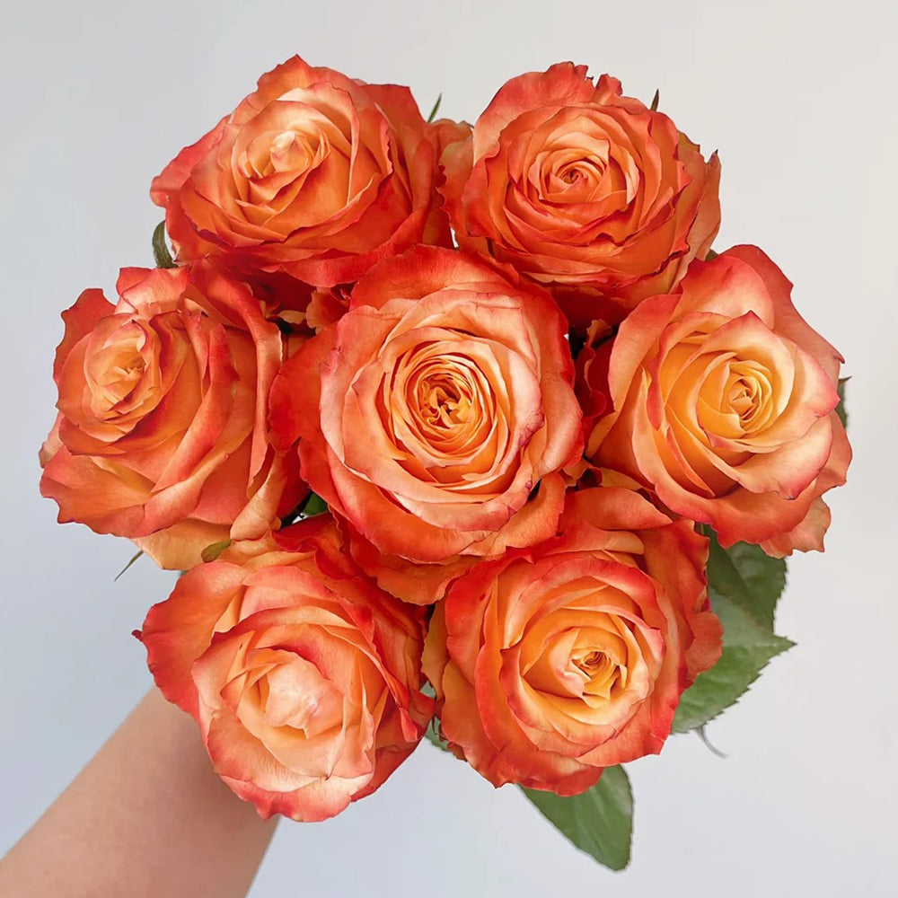 Funky Peach Netherland Florist Shrub Rose