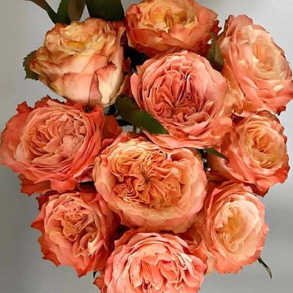 Funky Peach Netherland Florist Shrub Rose