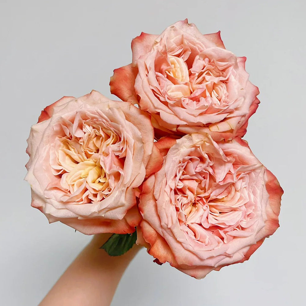 Funky Peach Netherland Florist Shrub Rose