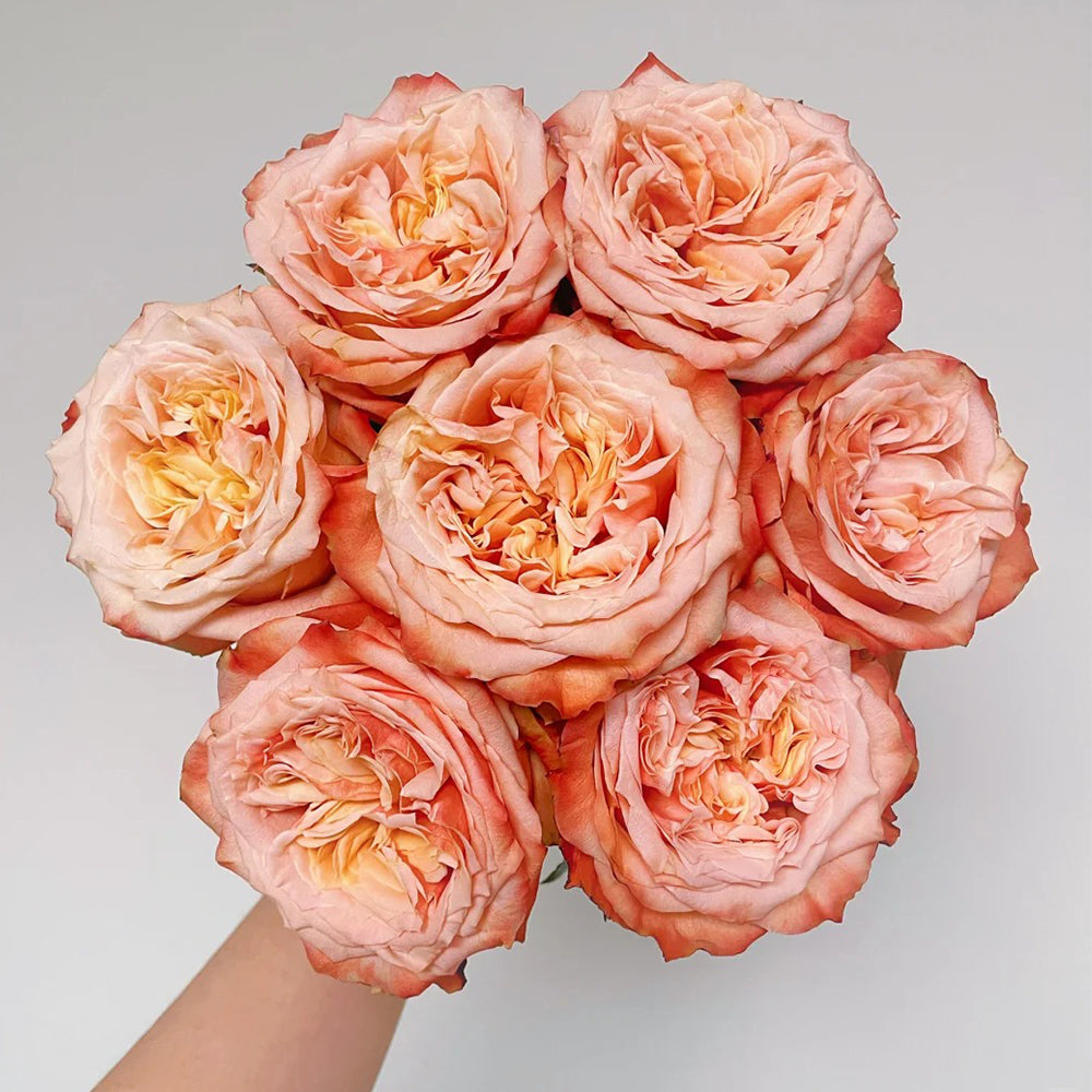 Funky Peach Netherland Florist Shrub Rose