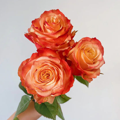 Funky Peach Netherland Florist Shrub Rose