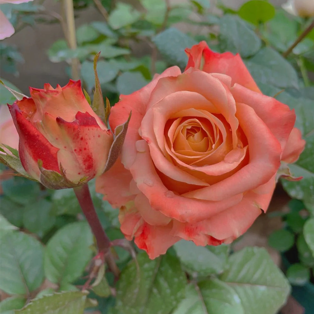 Funky Peach Netherland Florist Shrub Rose