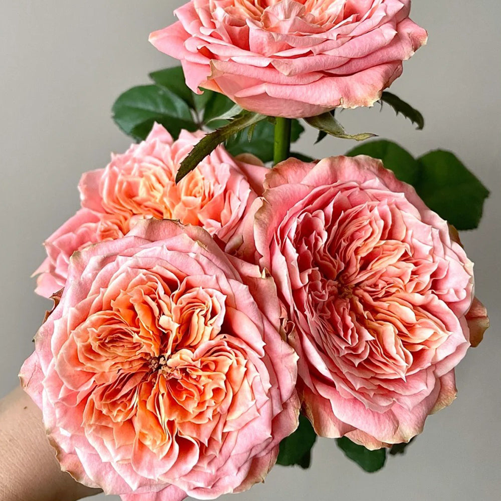 Funky Peach Netherland Florist Shrub Rose