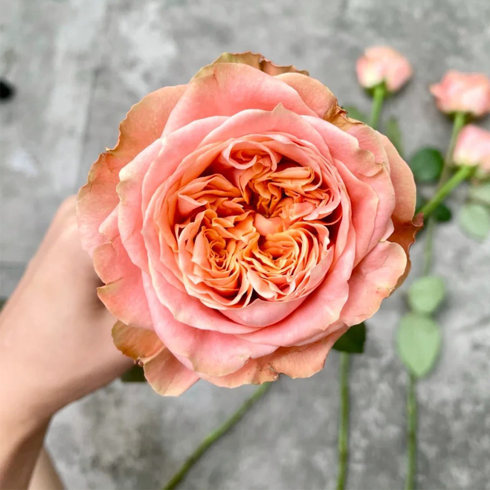 Funky Peach Netherland Florist Shrub Rose