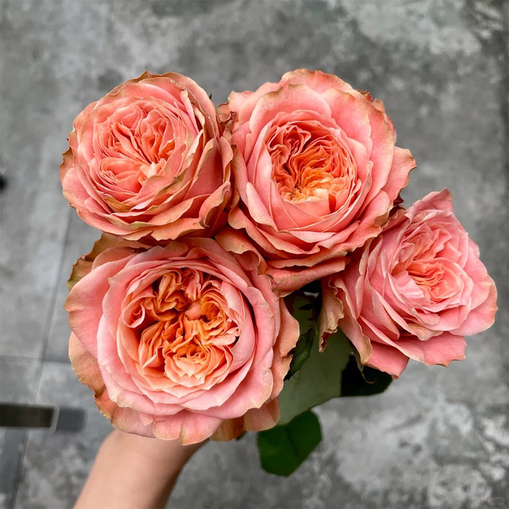 Funky Peach Netherland Florist Shrub Rose