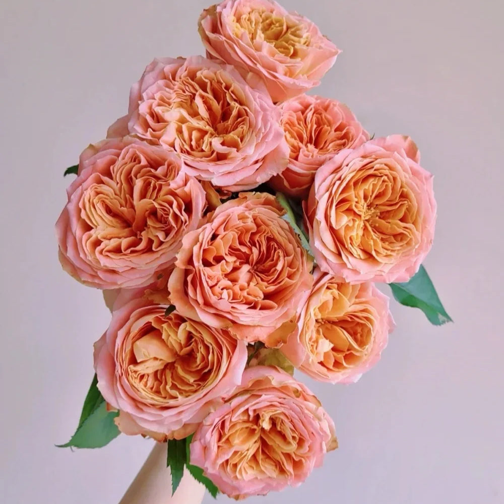 Funky Peach Netherland Florist Shrub Rose