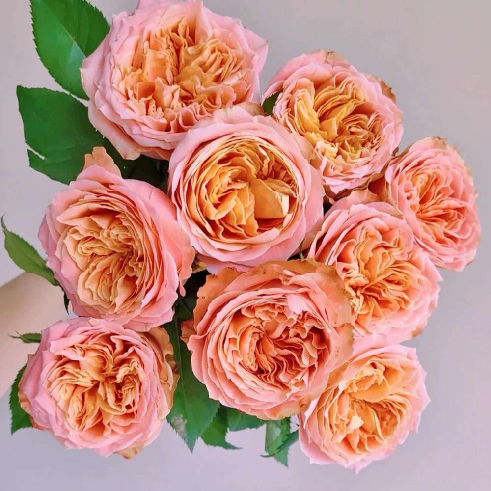 Funky Peach Netherland Florist Shrub Rose