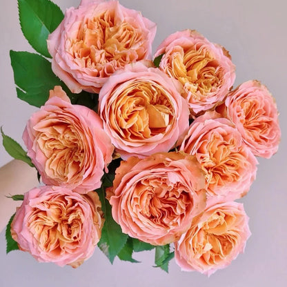 Funky Peach Netherland Florist Shrub Rose