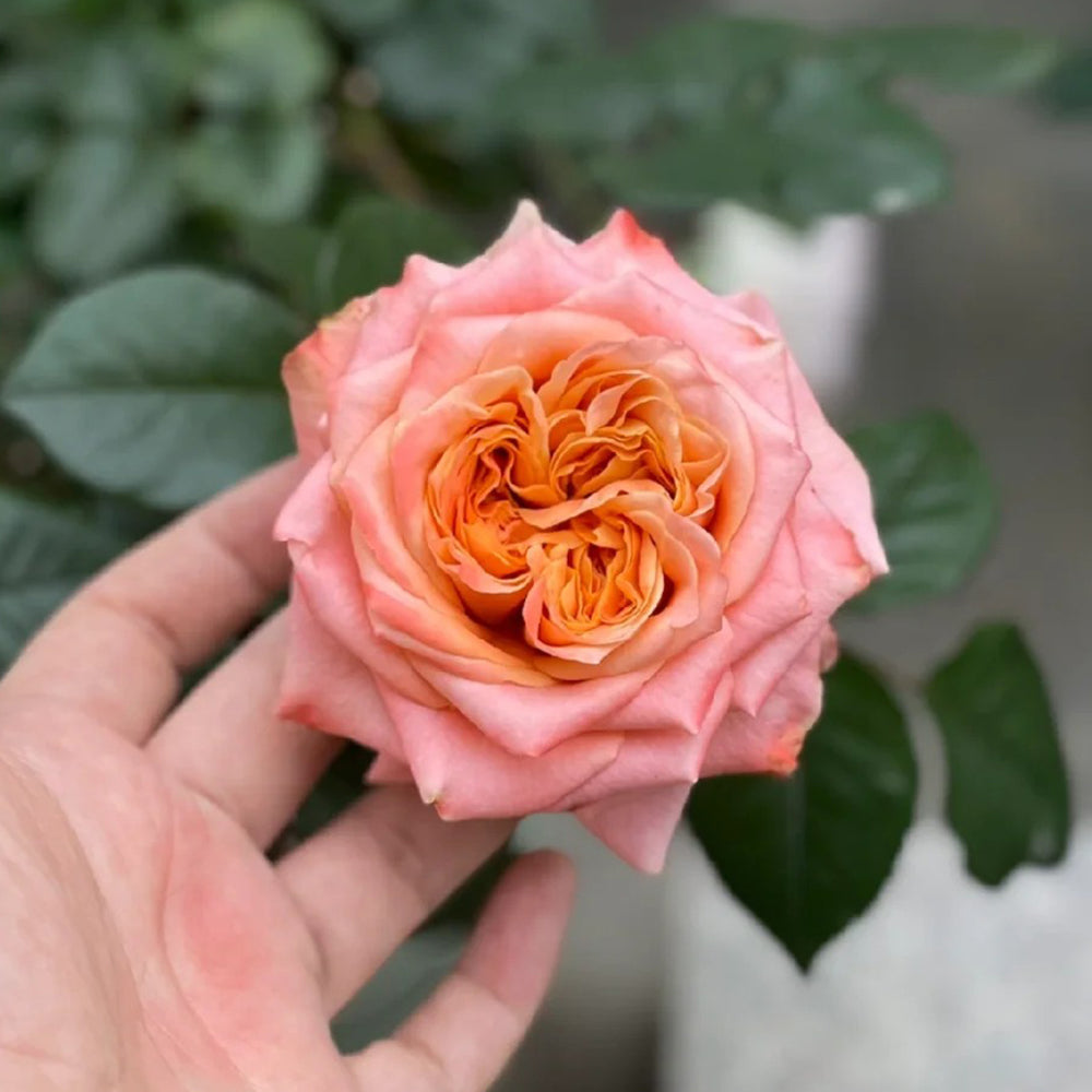 Funky Peach Netherland Florist Shrub Rose