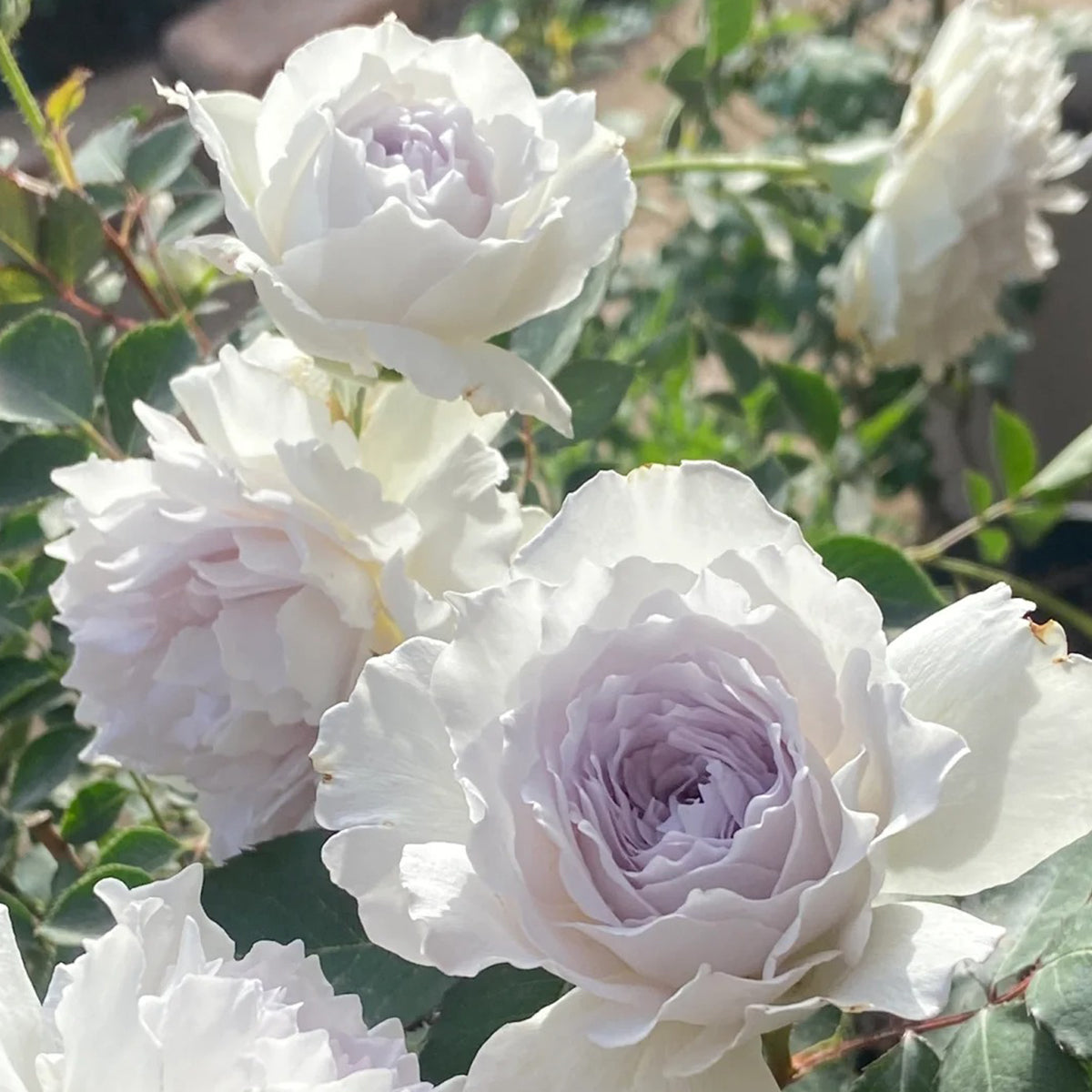 Gabriel Japanese Garden Shrub Rose