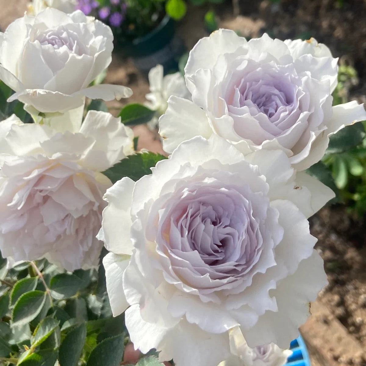 Gabriel Japanese Garden Shrub Rose