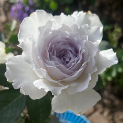 Gabriel Japanese Garden Shrub Rose