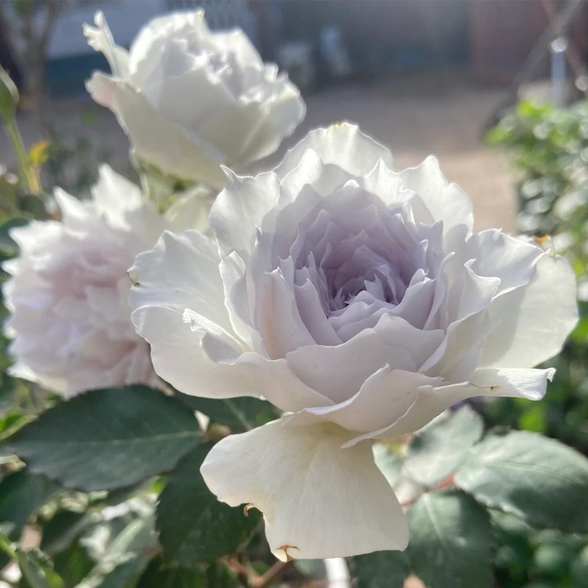 Gabriel Japanese Garden Shrub Rose