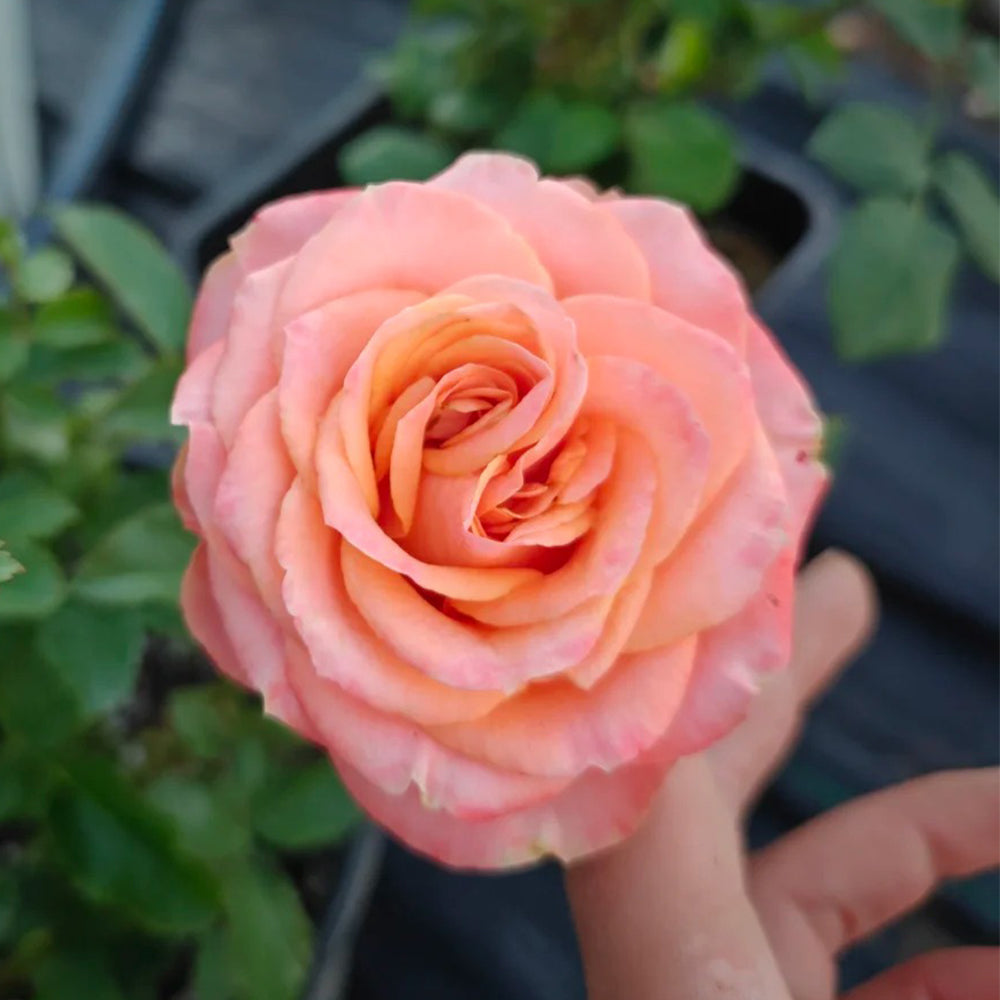 Garden City French Florist Shrub Rose