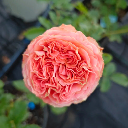 Garden City French Florist Shrub Rose