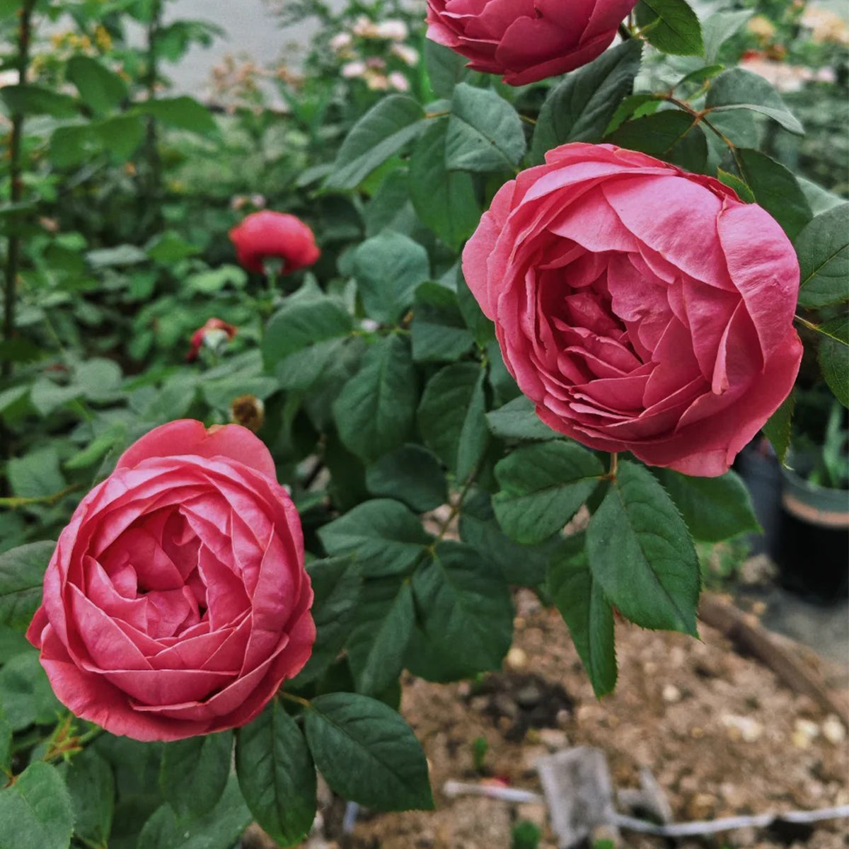 Gartenprinzessin Marie-José German Florist Shrub Rose