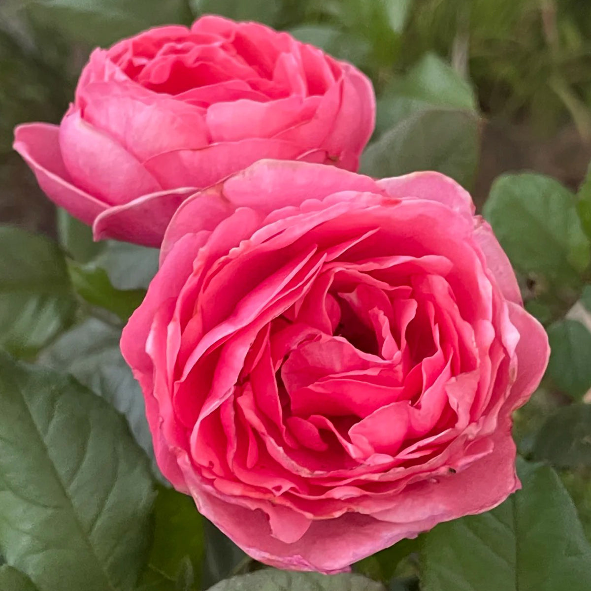 Gartenprinzessin Marie-José German Florist Shrub Rose