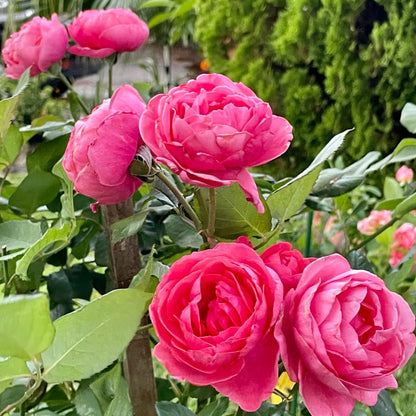 Gartenprinzessin Marie-José German Florist Shrub Rose