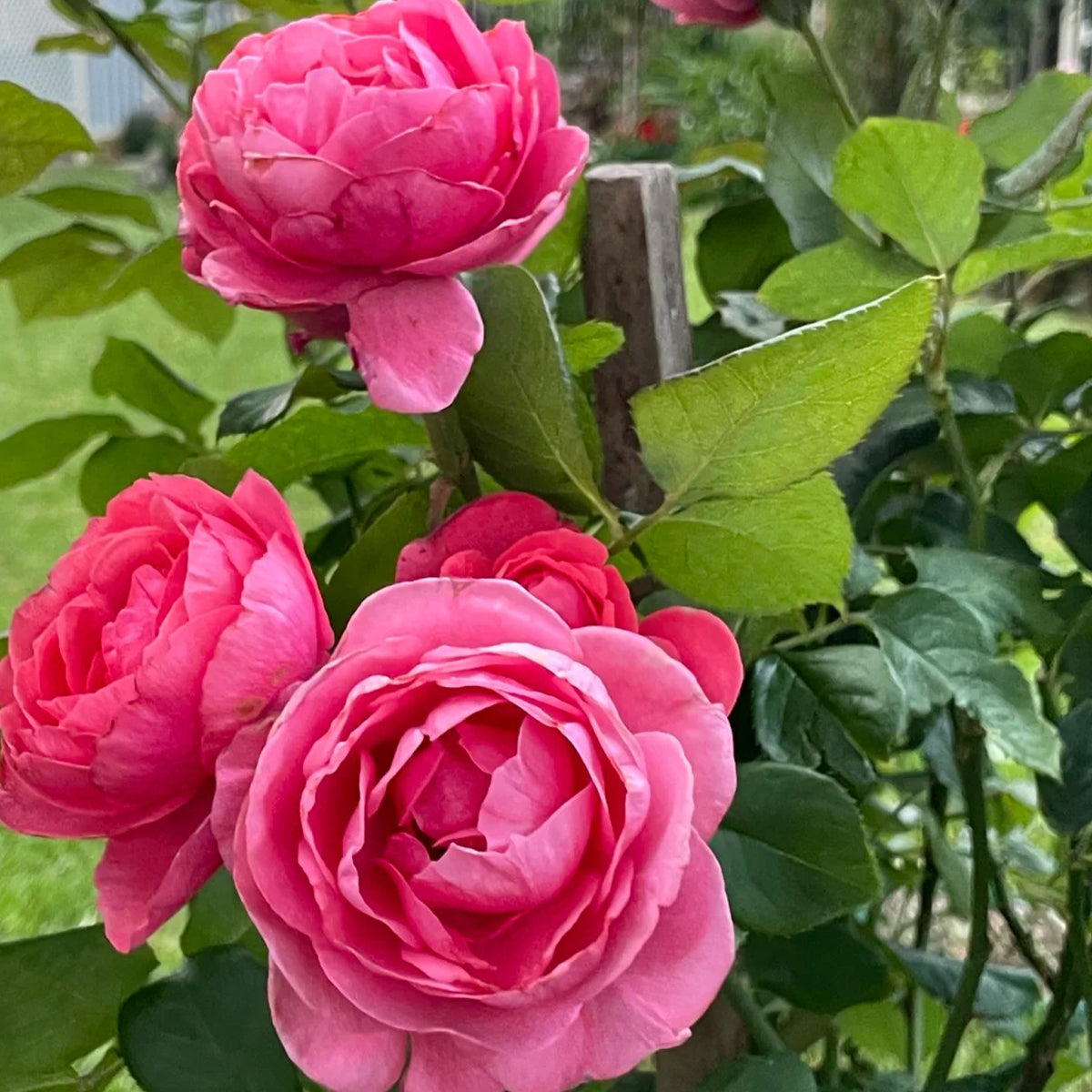 Gartenprinzessin Marie-José German Florist Shrub Rose