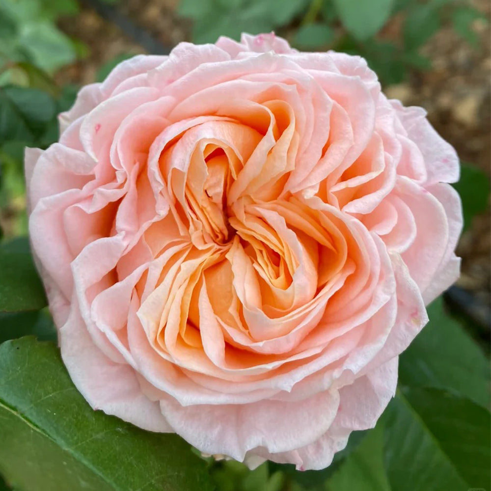 Dutch Florist Shrub Rose Inspired by Georgia Peach – Highgarden Roses